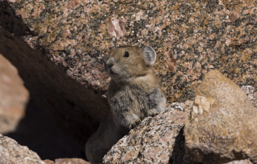 A Pika watches for danger while foraging.