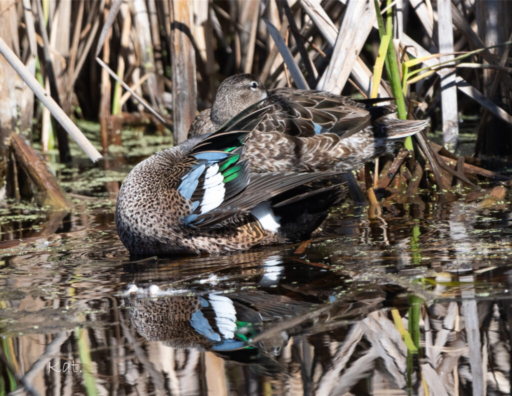 A pair of Blue-Winged Teals preening. (c) 2024.