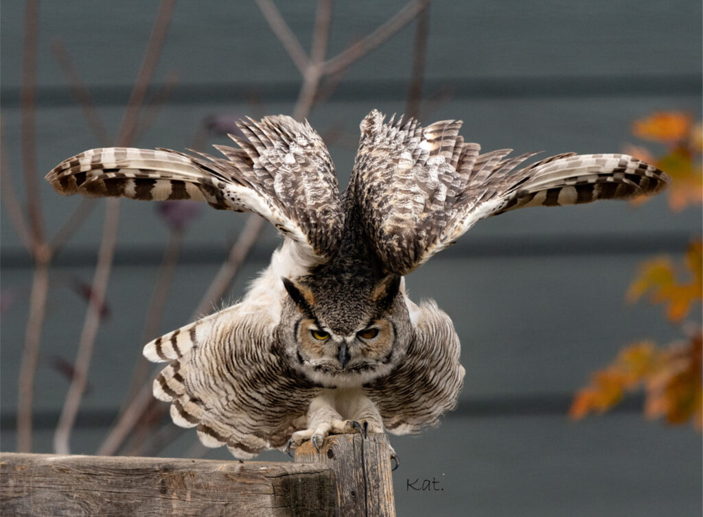 A Great Horned Owl, getting ready to take off. It looks like he is looking right at the camera